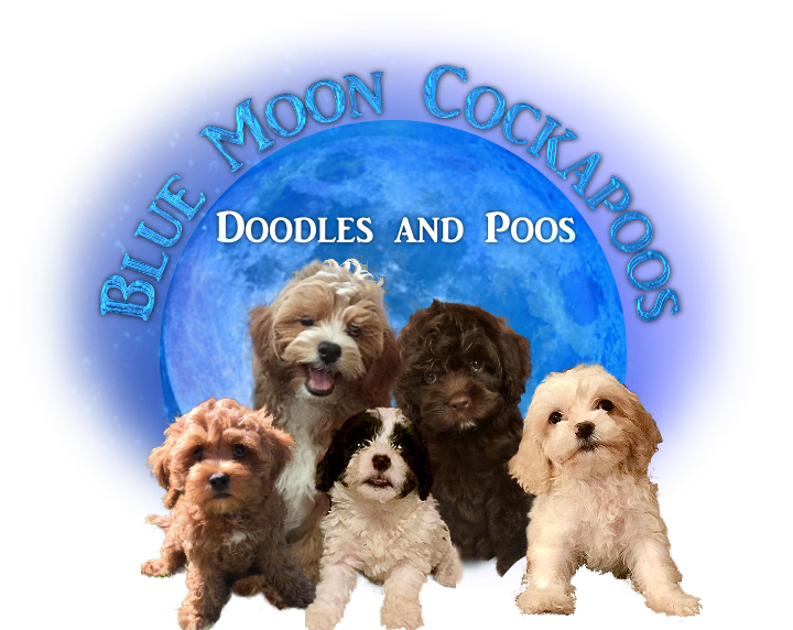 Blue Moon Cockapoos